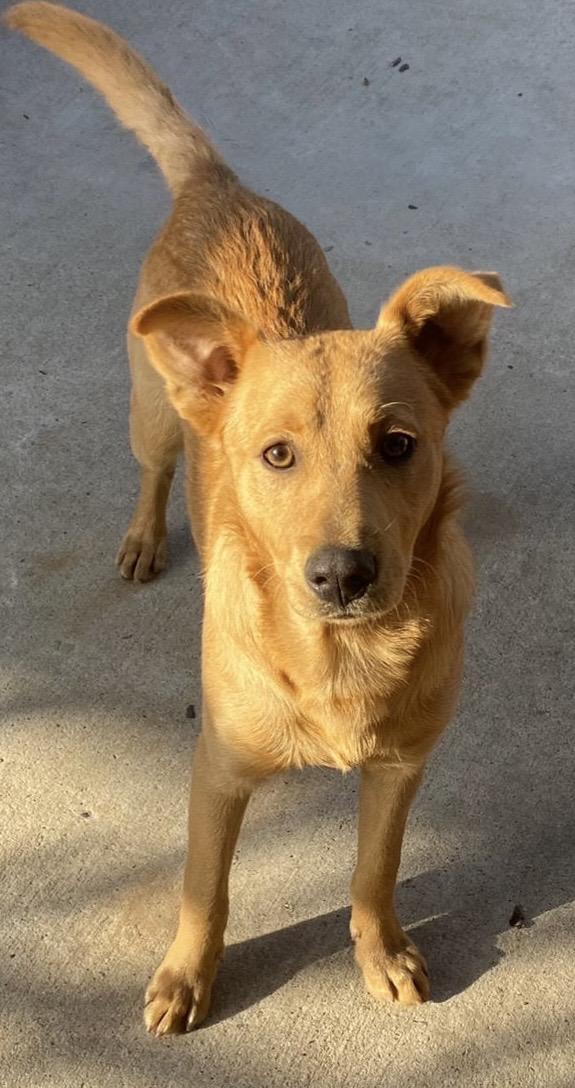 Byron, Adoptable, Young Male Labrador Retriever.