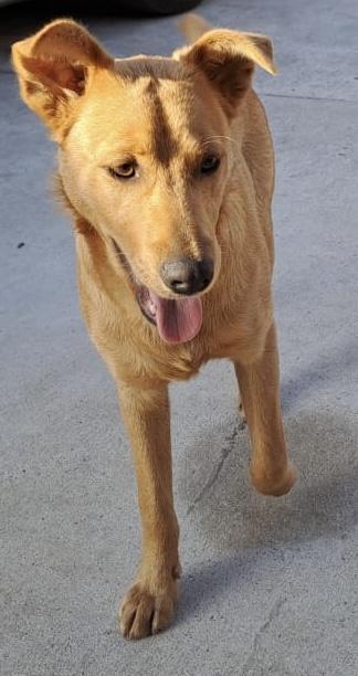 Byron, a Adoptable mixed breed in San Diego, CA image 4/4