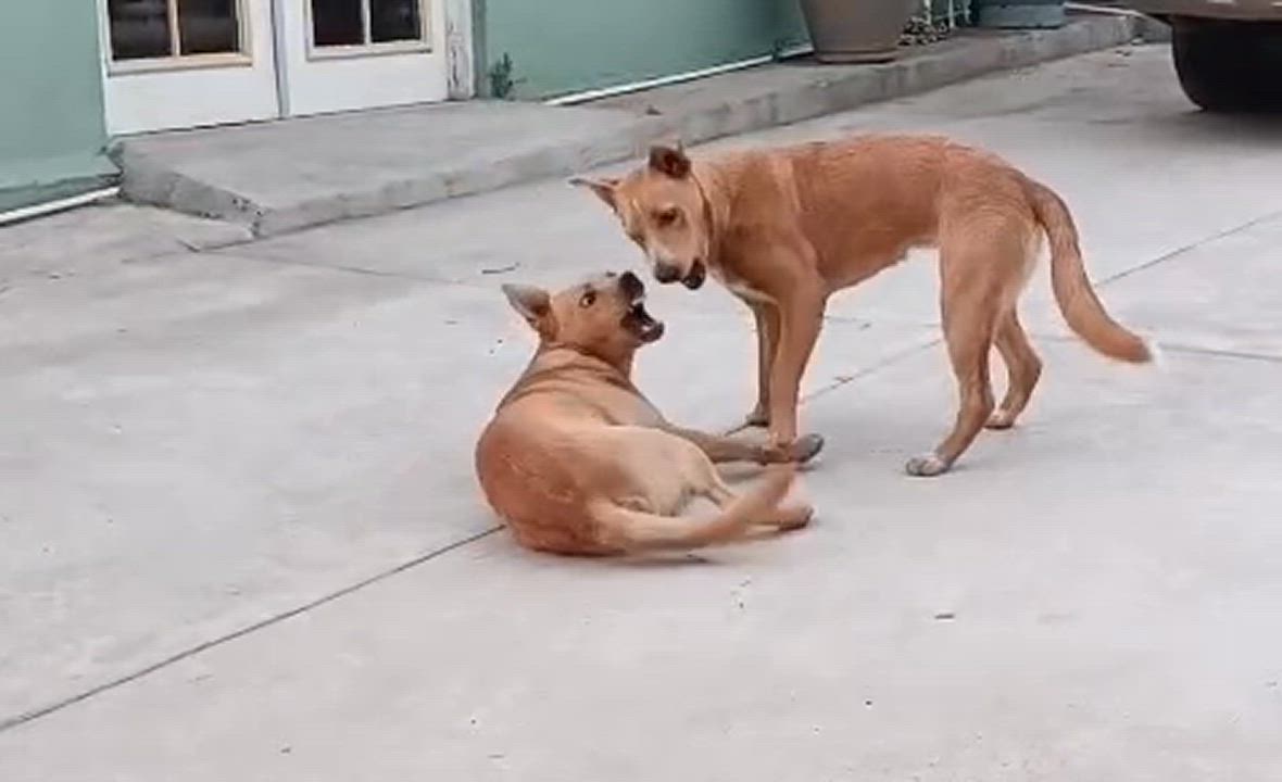 Enlarge Byron, a Adoptable mixed breed in San Diego, CA video 3/4