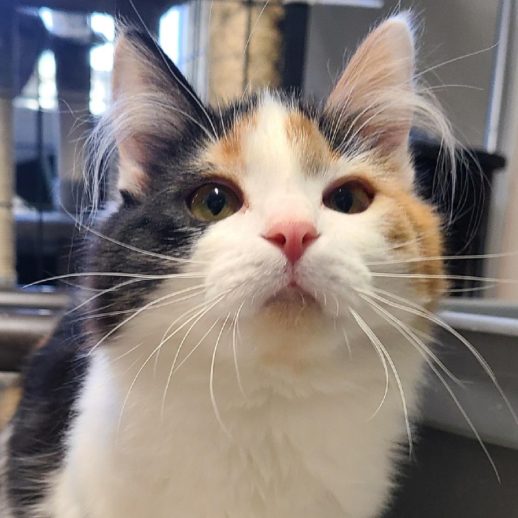 Enlarge APRICOT (& MANGO) >>The Bionic "Button" Who is Literally Perfect<<, a Adoptable Domestic Medium Hair in Barron, WI image 2/3