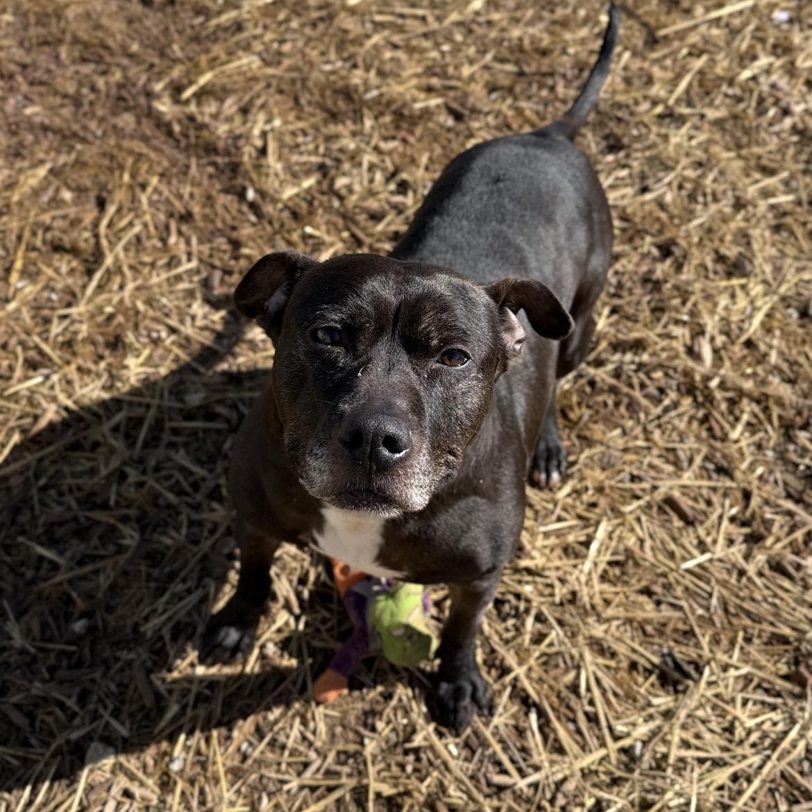 Enlarge Murdock, a Adoptable Mixed Breed in Warren, OH image 1/3