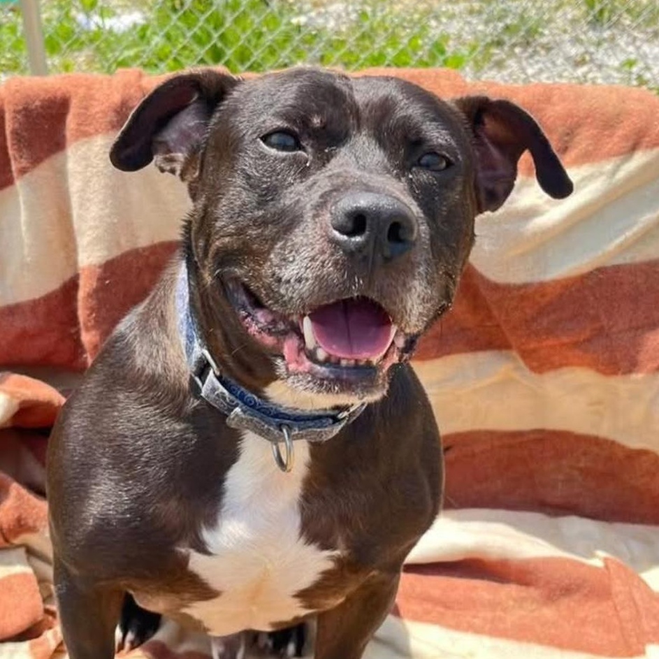 Enlarge Murdock, a Adoptable Mixed Breed in Warren, OH image 2/3