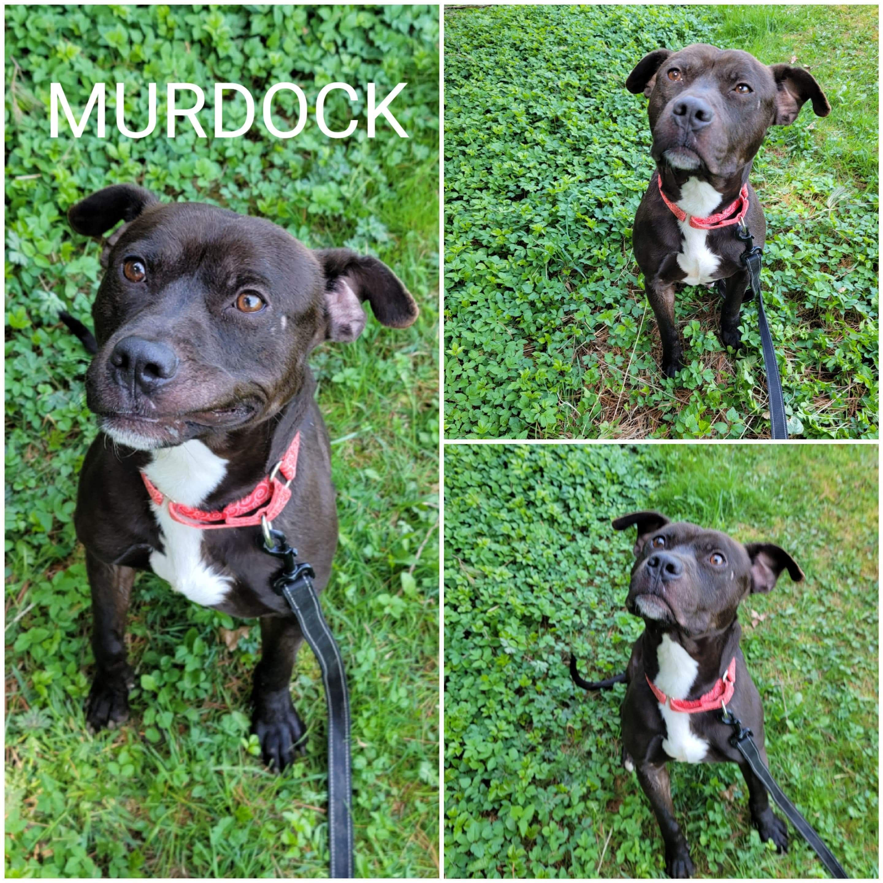Enlarge Murdock, a Adoptable Mixed Breed in Warren, OH image 1/1