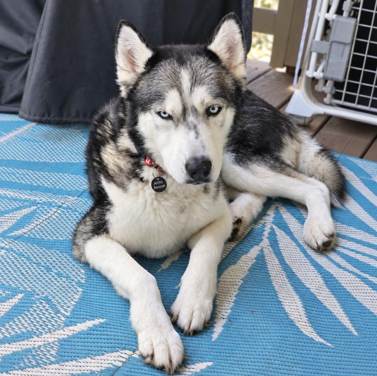 Enlarge Mina, a Adoptable Siberian Husky in Cottonwood Heights, UT image 1/2