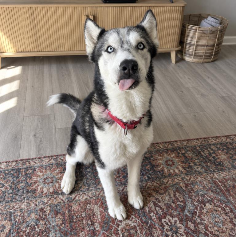 Enlarge Mina, a Adoptable Siberian Husky in Cottonwood Heights, UT image 2/2