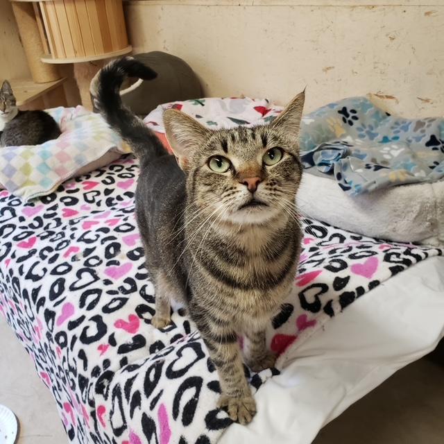 Sasha, ADOPTABLE, Adult Female Domestic Short Hair.
