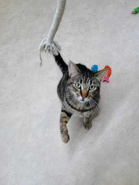 Sasha, a ADOPTABLE Domestic Short Hair in Sherwood, OR image 2/3