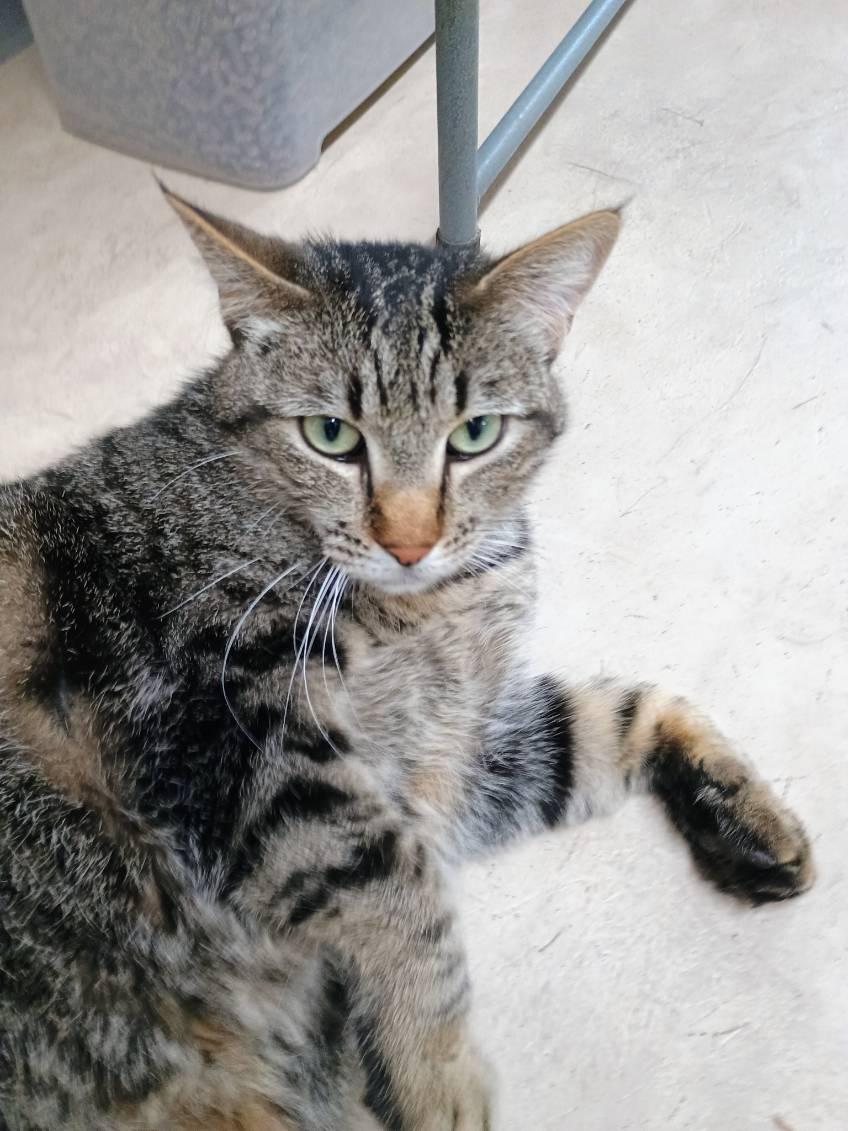 Sasha, a ADOPTABLE Domestic Short Hair in Sherwood, OR image 3/3