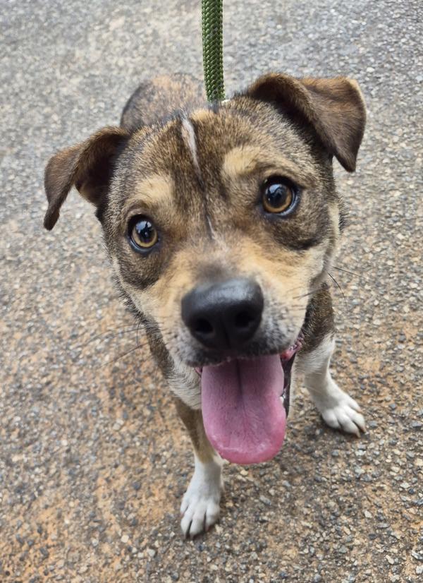 In Foster C Barney, Adoptable, Young Male Terrier.