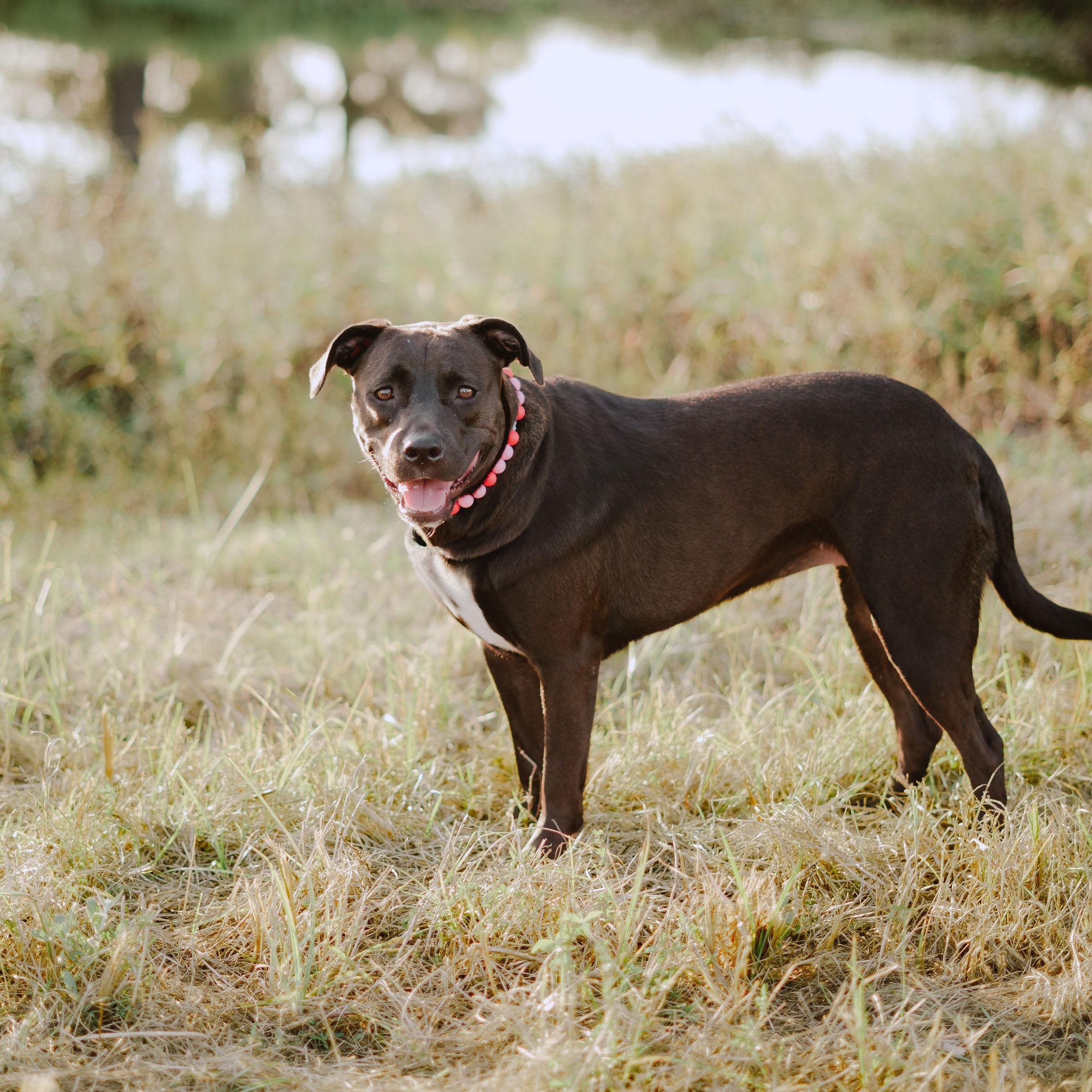 Enlarge Fiji, a Adoptable mixed breed in North Vancouver, BC image 3/6