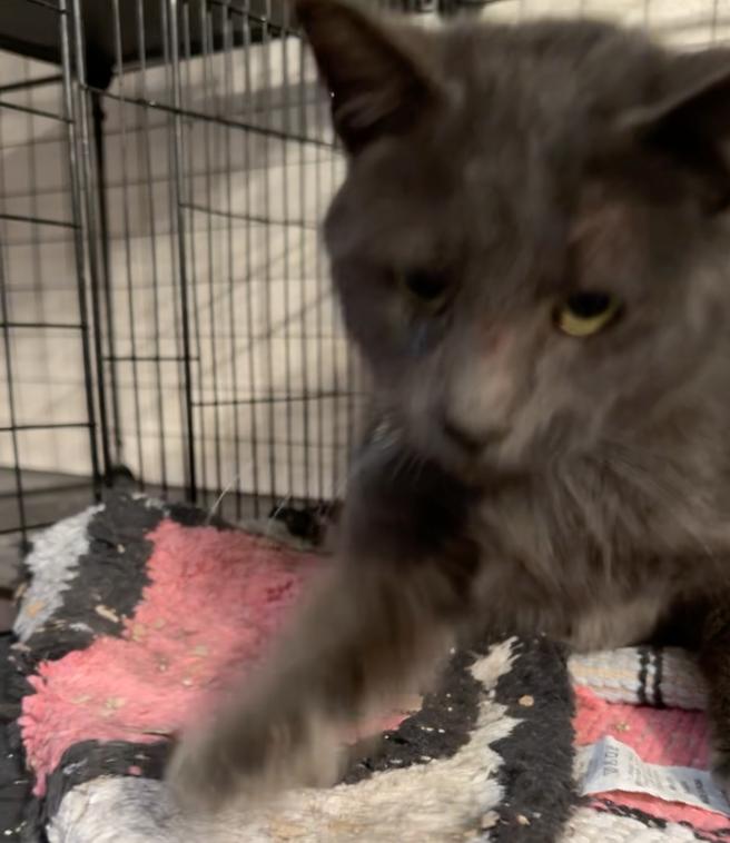 Enlarge Jasper- JM, a Adoptable Domestic Short Hair in Council Bluffs, IA image 2/3