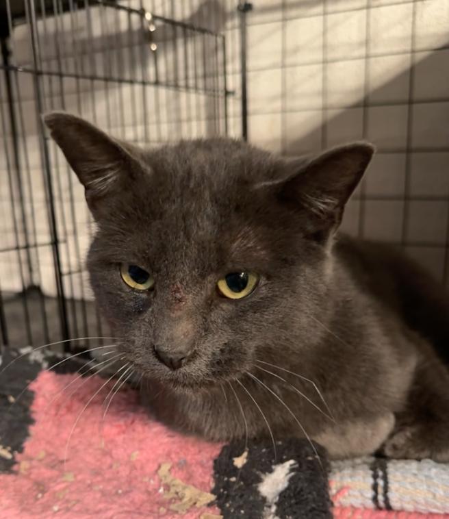 Enlarge Jasper- JM, a Adoptable Domestic Short Hair in Council Bluffs, IA image 3/3