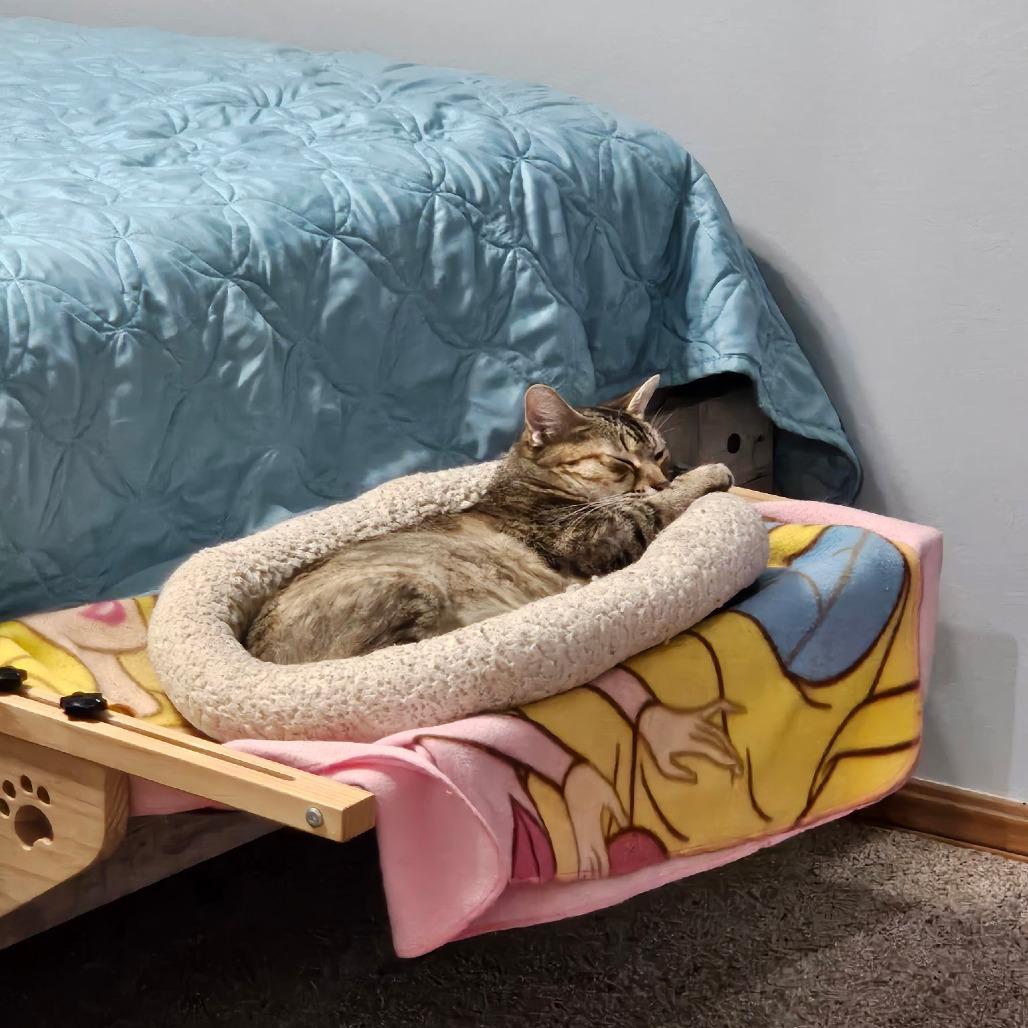 Enlarge Shelby - F-21584, a Adoptable Domestic Short Hair in Oklahoma City, OK image 3/3