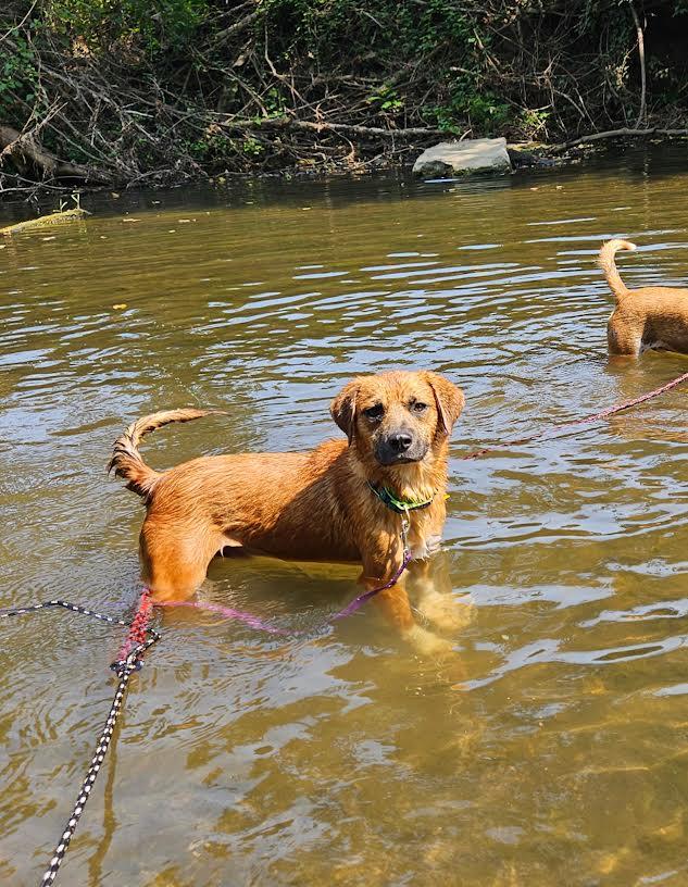 Enlarge ROCKY, a Adoptable mixed breed in Chicopee, MA image 1/6