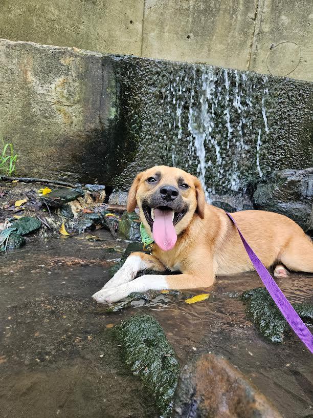Enlarge ROCKY, a Adoptable mixed breed in Chicopee, MA image 3/6