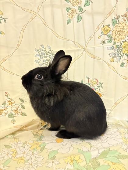 Josie, a Adoptable mixed breed in Quakertown, PA image 1/3
