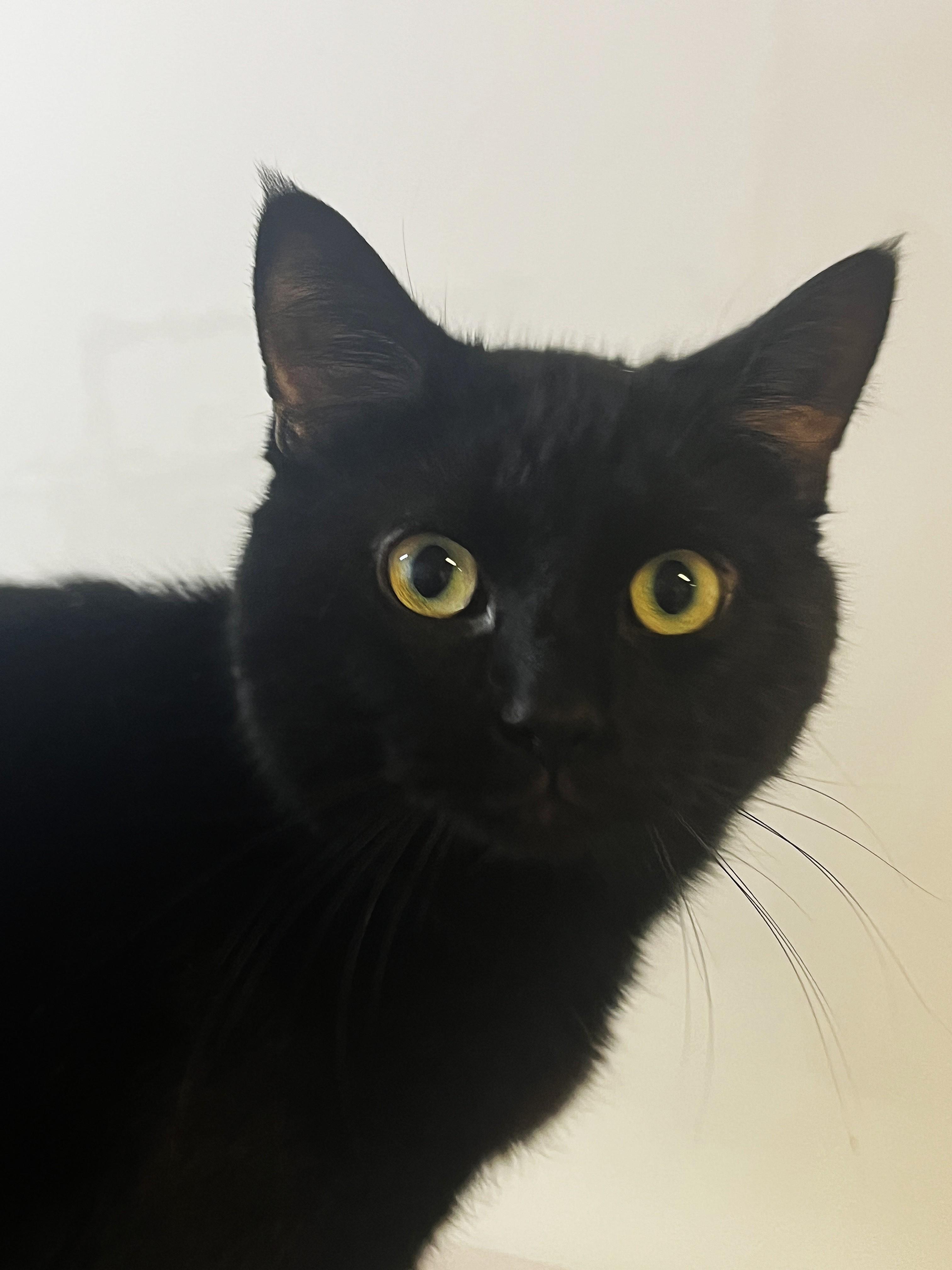 Enlarge CALINOU (CR/SC), a Adoptable Domestic Short Hair in Sainte-Angele-de-Monnoir, QC image 2/6