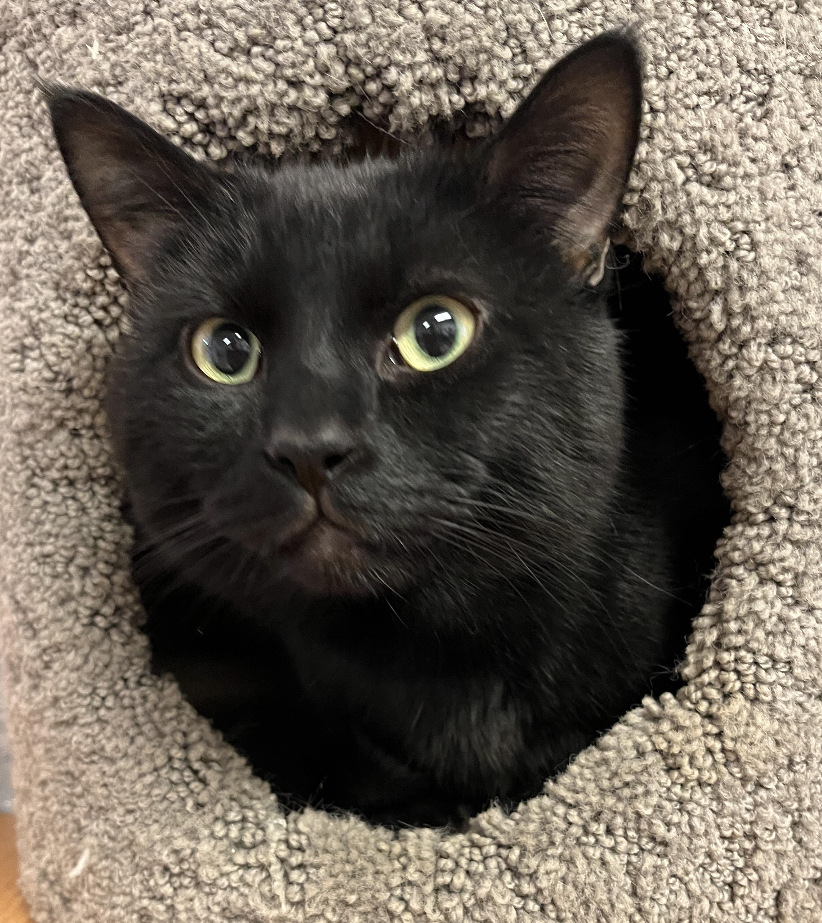 CALINOU (CR/SC), Adoptable, Adult Male Domestic Short Hair.