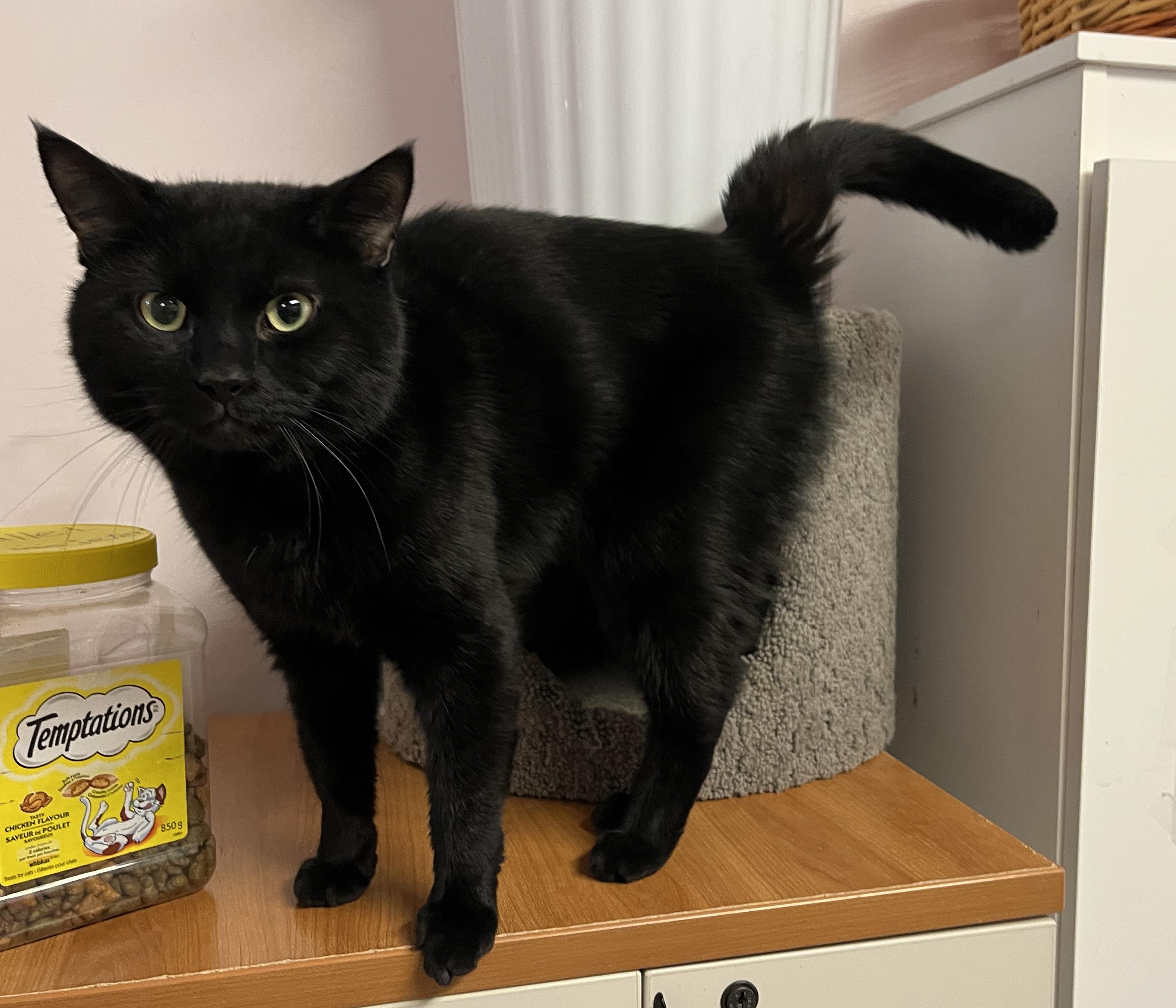 Enlarge CALINOU (CR/SC), a Adoptable Domestic Short Hair in Sainte-Angele-de-Monnoir, QC image 4/6