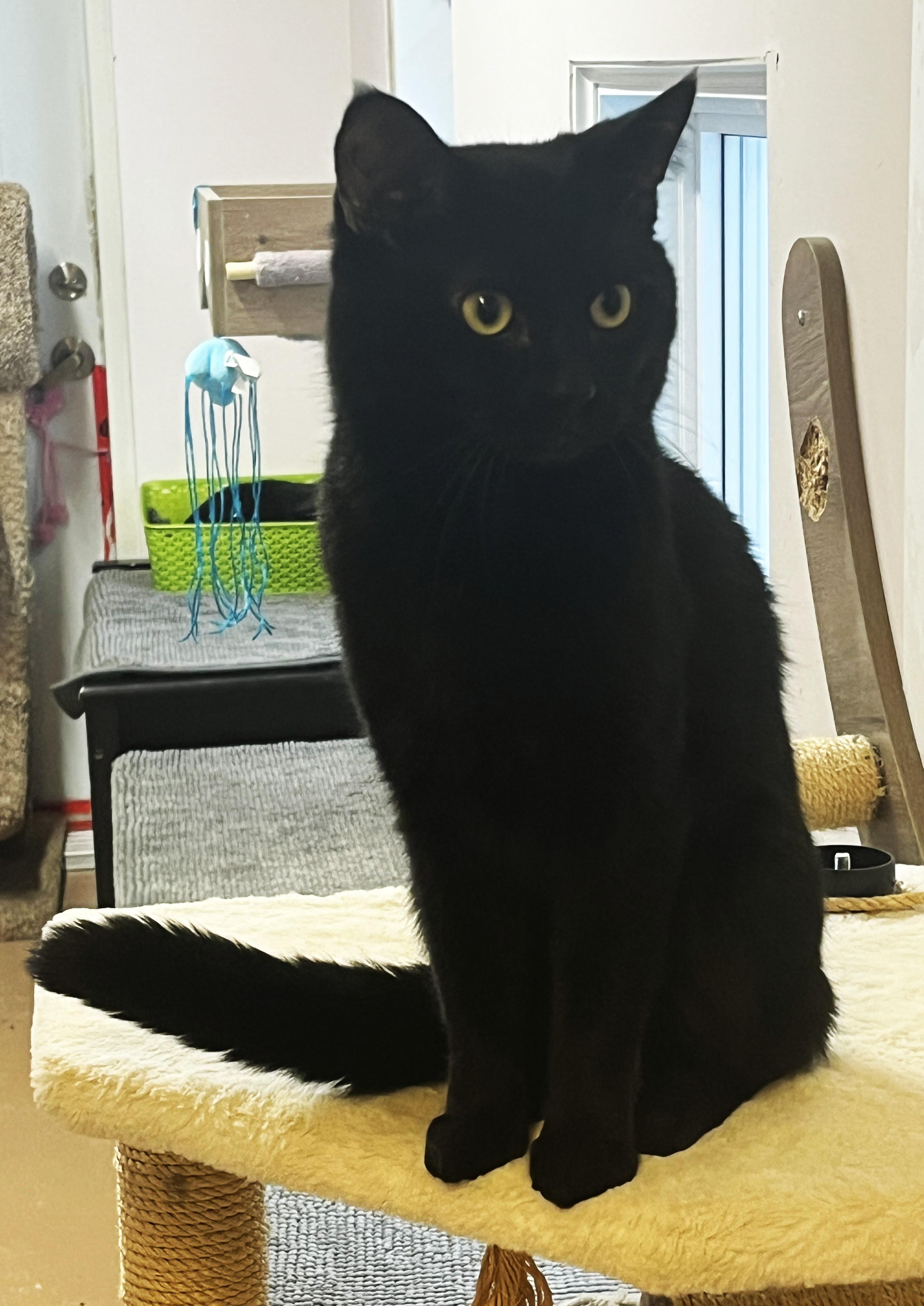 Enlarge CALINOU (CR/SC), a Adoptable Domestic Short Hair in Sainte-Angele-de-Monnoir, QC image 3/6