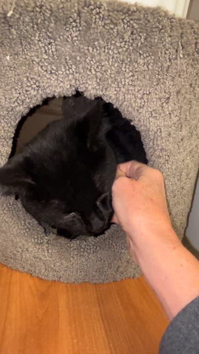 Enlarge CALINOU (CR/SC), a Adoptable Domestic Short Hair in Sainte-Angele-de-Monnoir, QC video 6/6