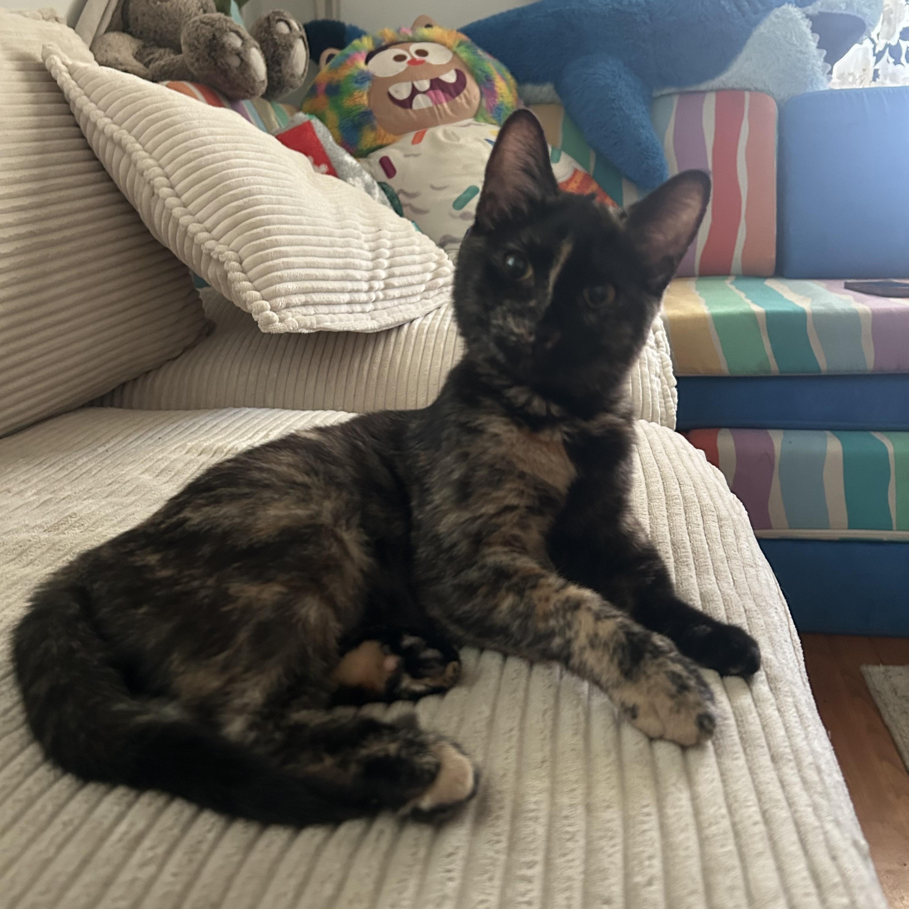 Enlarge Luna, a Adopted mixed breed in Chelsea, VT image 3/5