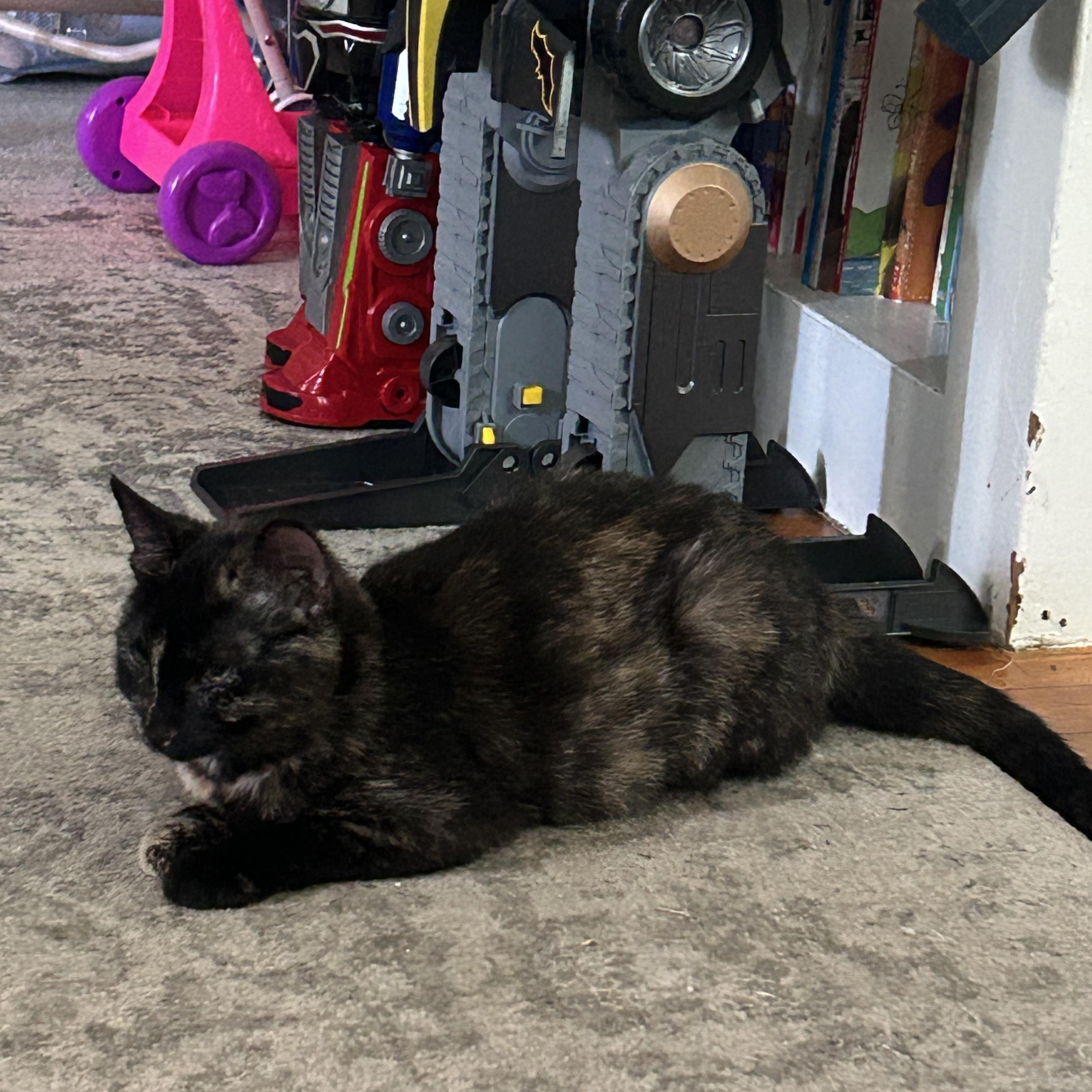 Enlarge Luna, a Adopted mixed breed in Chelsea, VT image 5/5