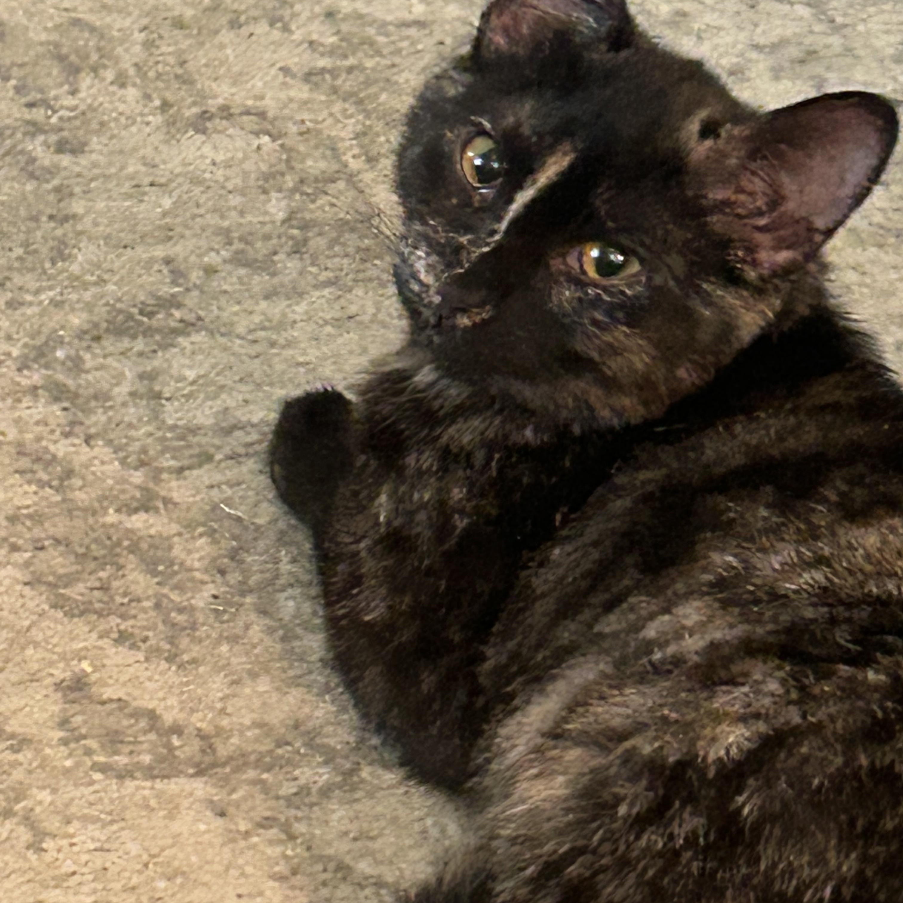 Enlarge Luna, a Adopted mixed breed in Chelsea, VT image 4/5