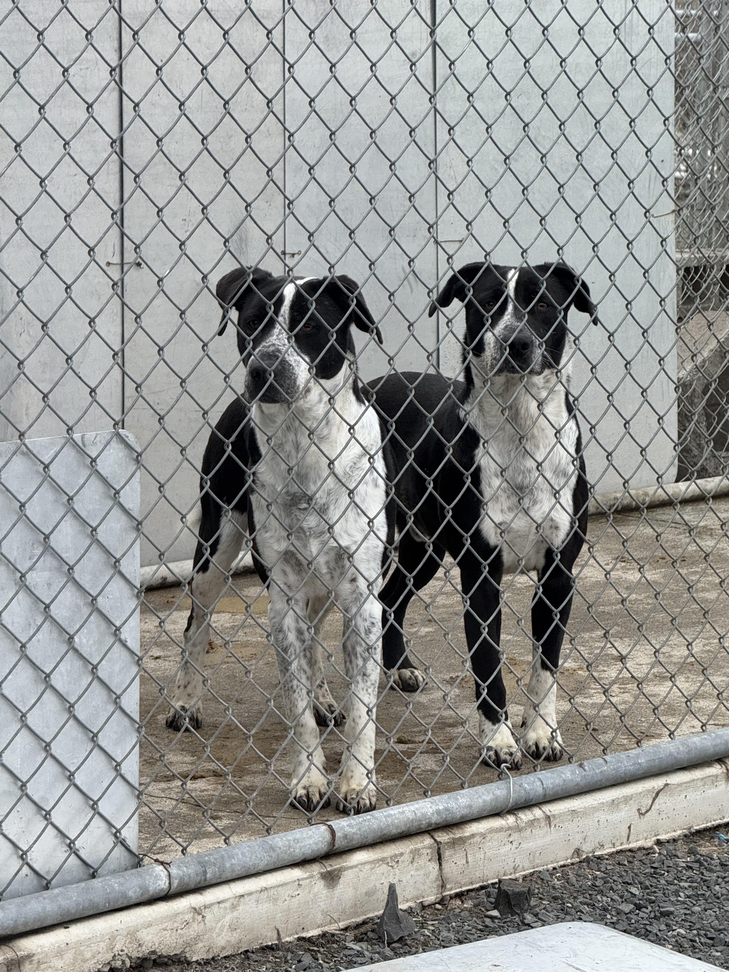 Tito - Friendly Boy Needs Foster!, a ADOPTABLE mixed breed in Seattle, WA image 3/3