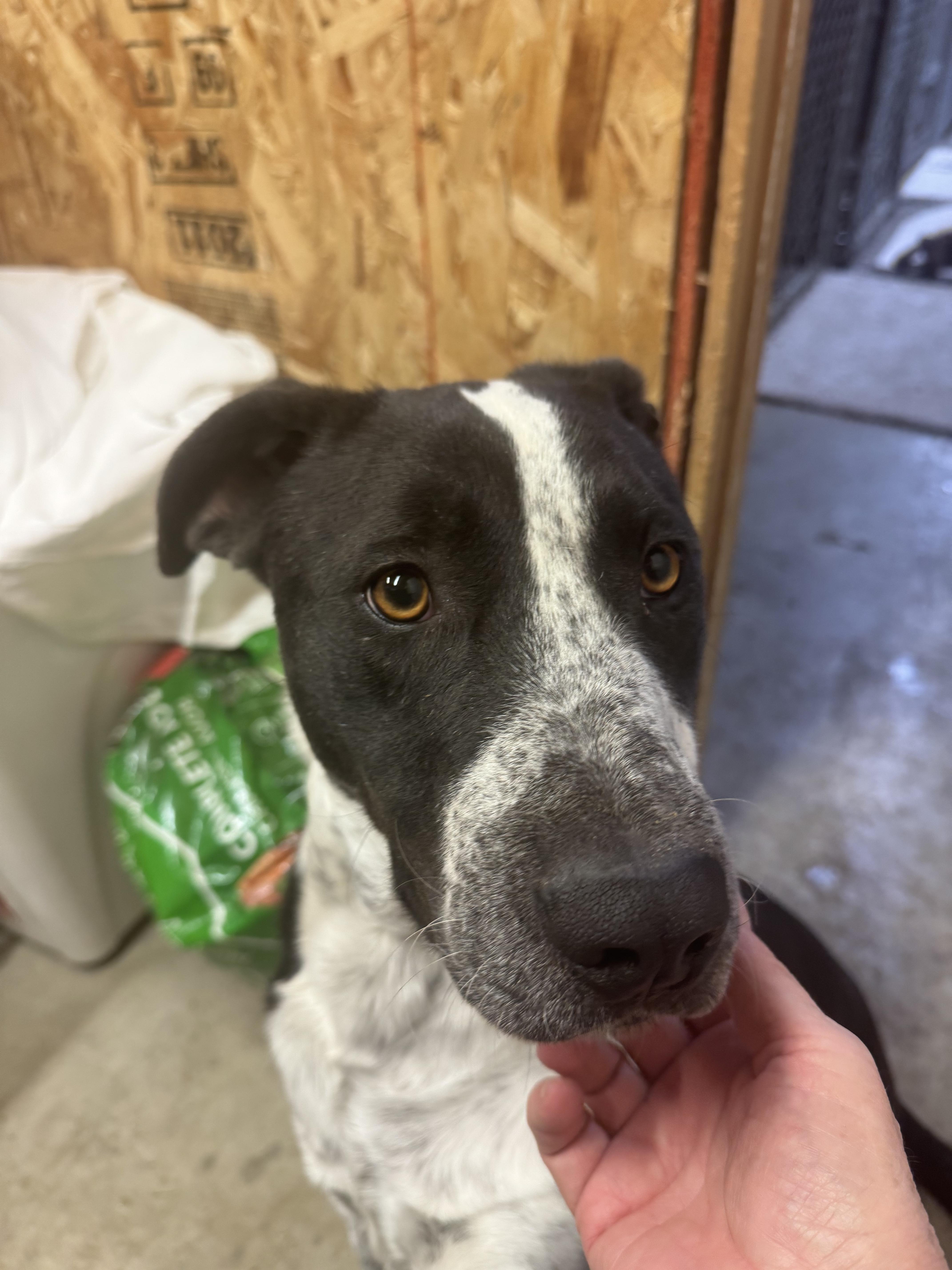 Tito - Friendly Boy Needs Foster!, a ADOPTABLE mixed breed in Seattle, WA image 2/3