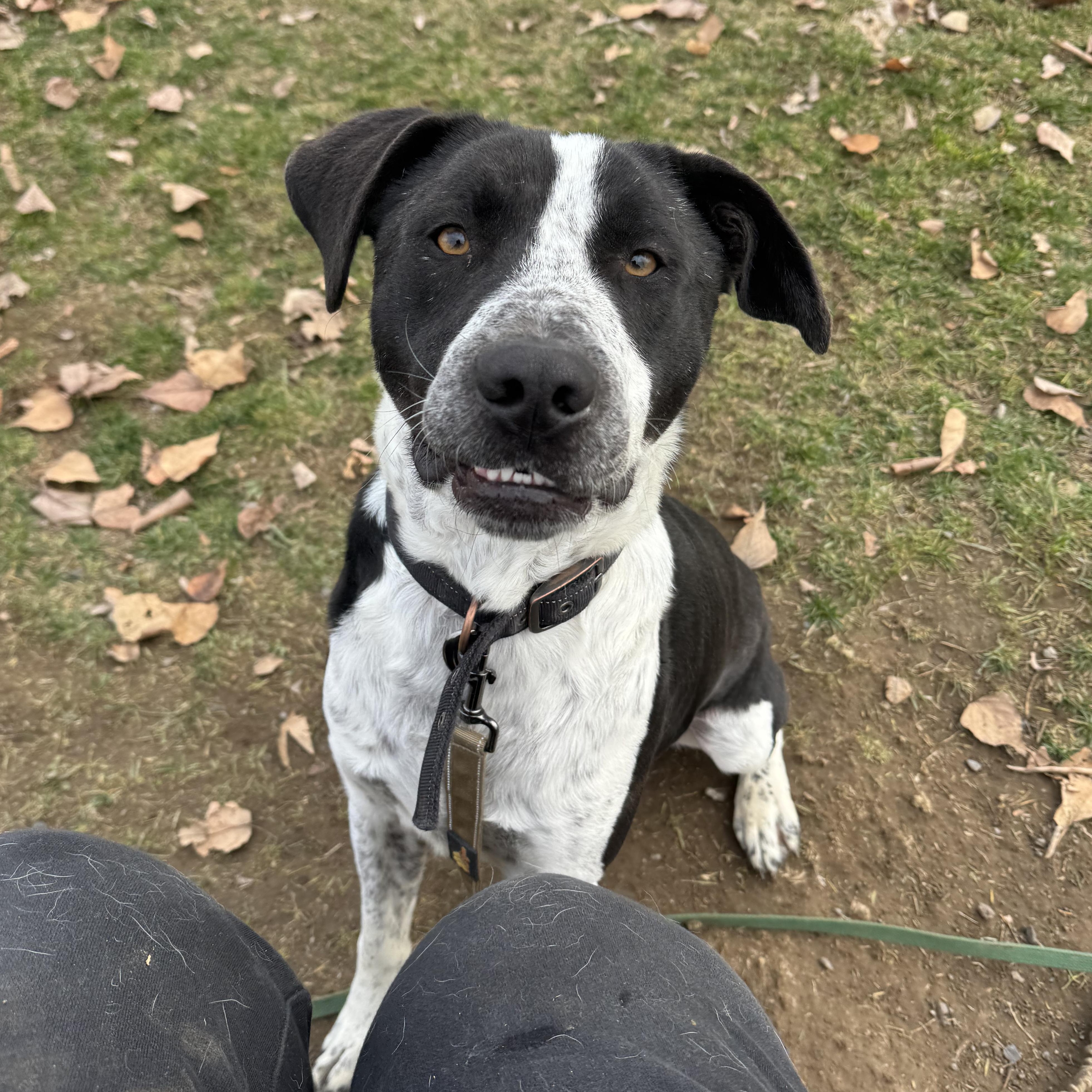 Tito - Sweet Shy Guy - In Ridge Dog Training Program!, ADOPTABLE, Adult Male Plott Hound & Australian Cattle Dog / Blue Heeler.
