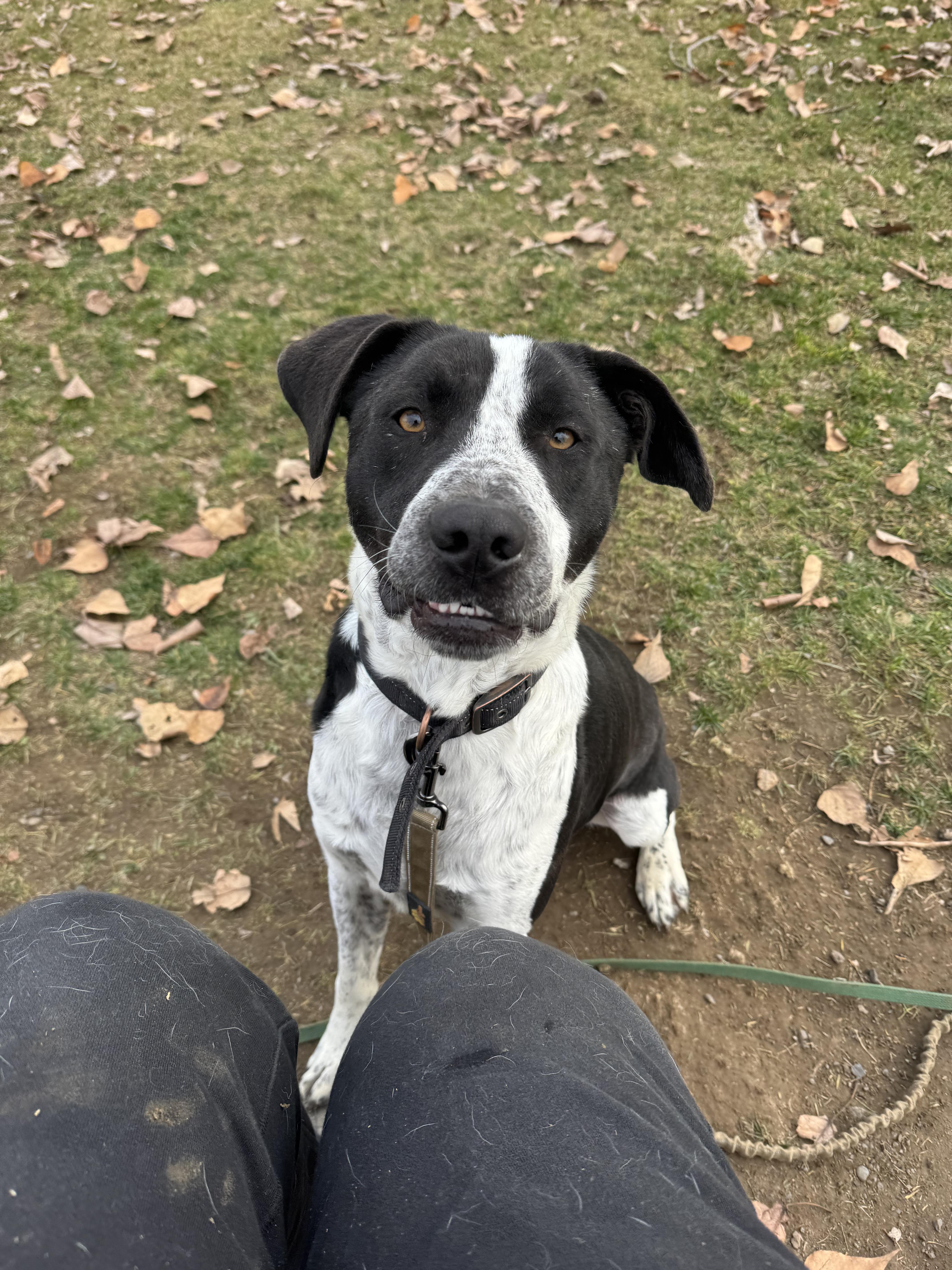 Tito - Friendly Boy Needs Foster!, a ADOPTABLE mixed breed in Seattle, WA image 1/3