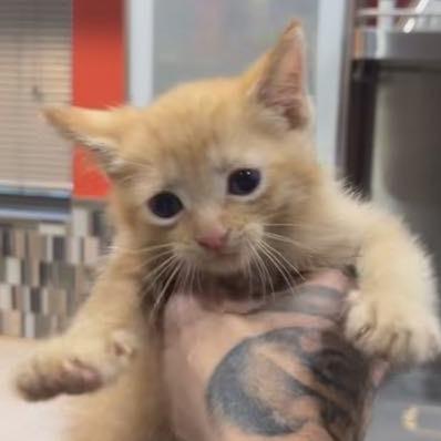 Enlarge Archie, a Adoptable Domestic Short Hair in Sioux Falls, SD image 1/1