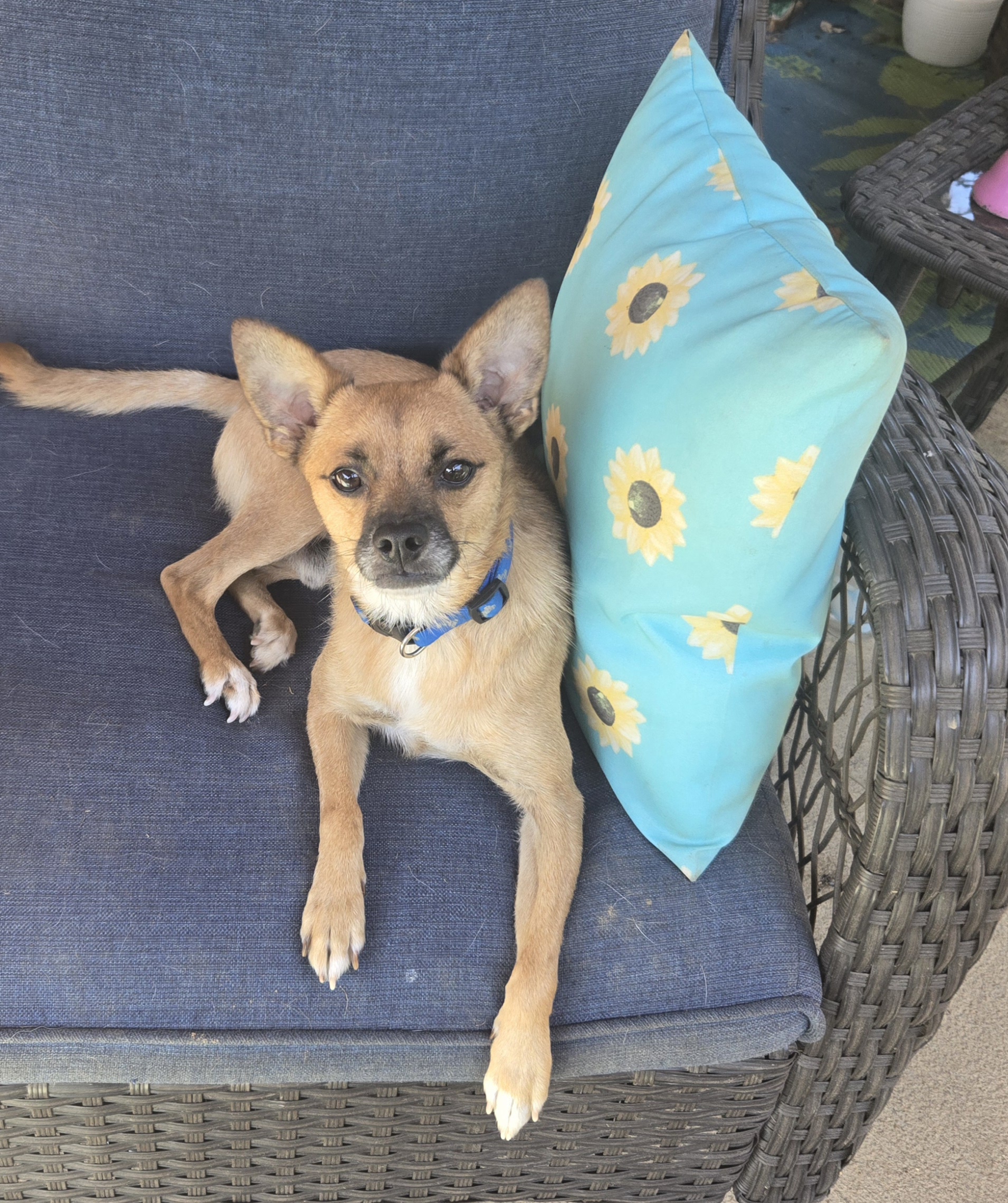 Dog for adoption Buster Brown, a Chihuahua & Terrier Mix in Byhalia