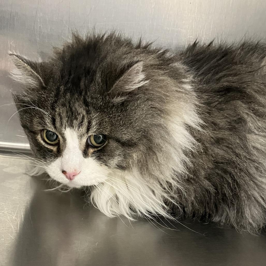 Thursday, Adoptable, Adult Male Domestic Long Hair.