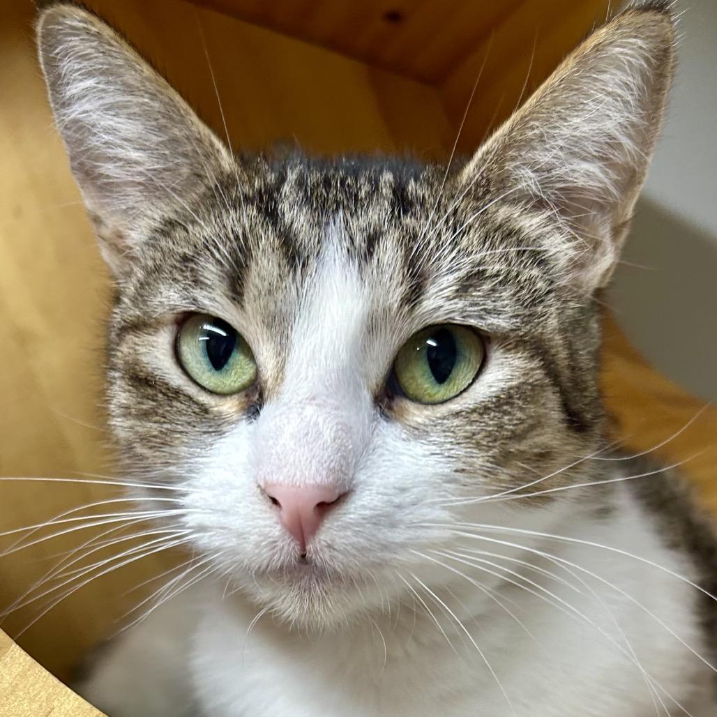 Sissy, Adoptable, Adult Female Domestic Short Hair.