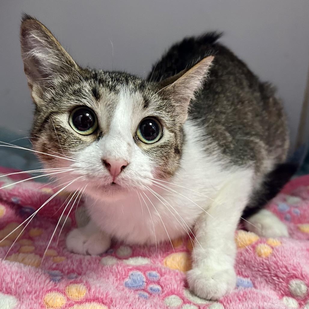 Sissy, a Adoptable Domestic Short Hair in St Joseph, MO image 2/2