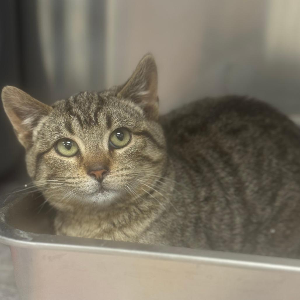 Enlarge Lucky, an adopted Domestic Short Hair in Kansas City, KS image 1/1