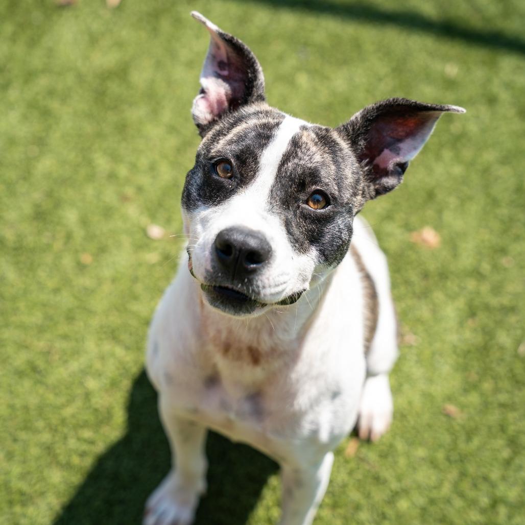 Dolly, Adoptable, Adult Female American Staffordshire Terrier & Mixed Breed.