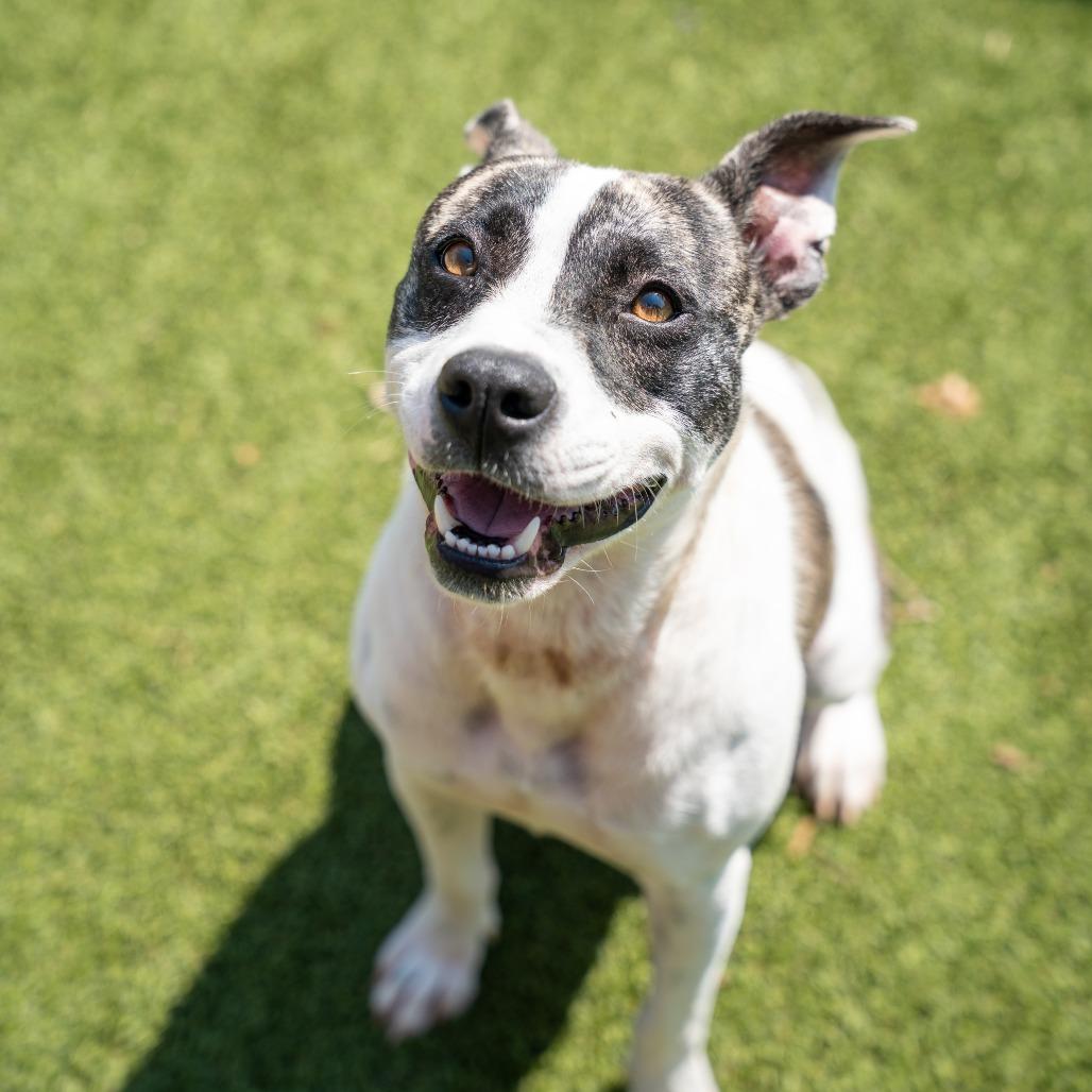Enlarge Dolly, a Adoptable mixed breed in Gainesville, GA image 2/3