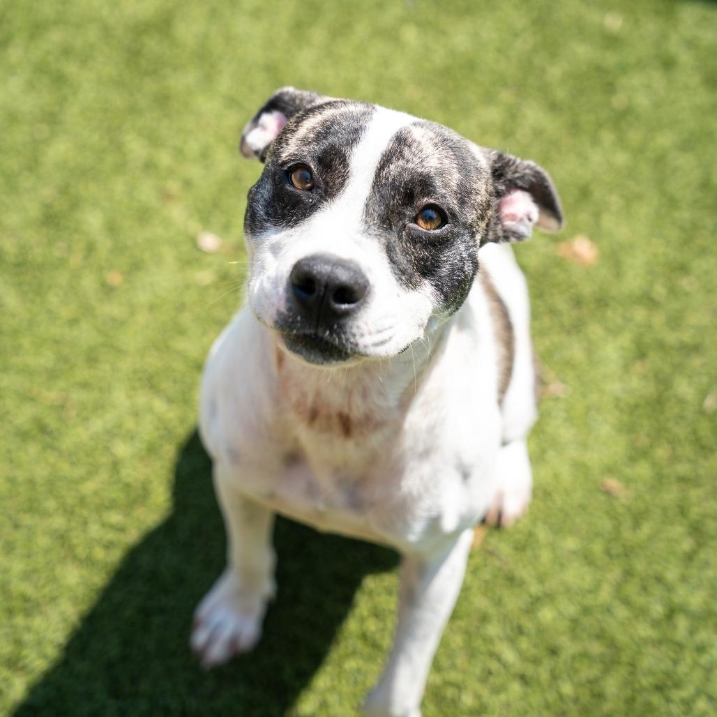 Enlarge Dolly, a Adoptable mixed breed in Gainesville, GA image 3/3