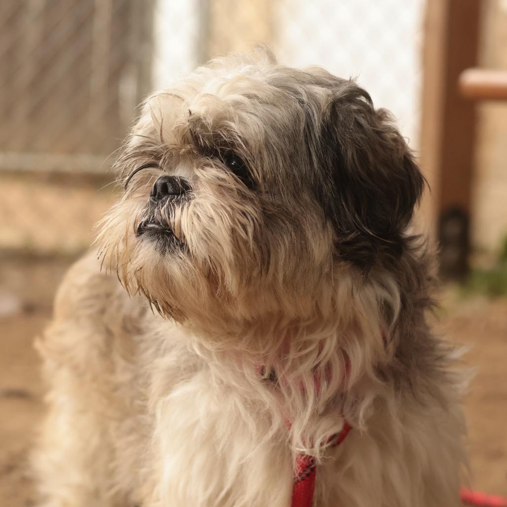 Enlarge Carlo, a Adoptable Mixed Breed in Philadelphia, PA image 1/6