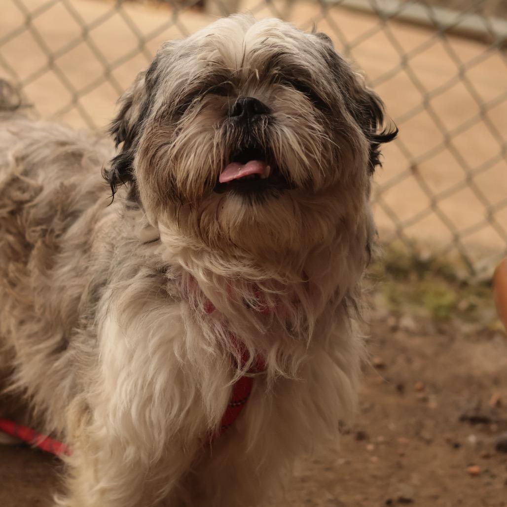 Enlarge Carlo, a Adoptable Mixed Breed in Philadelphia, PA image 2/6