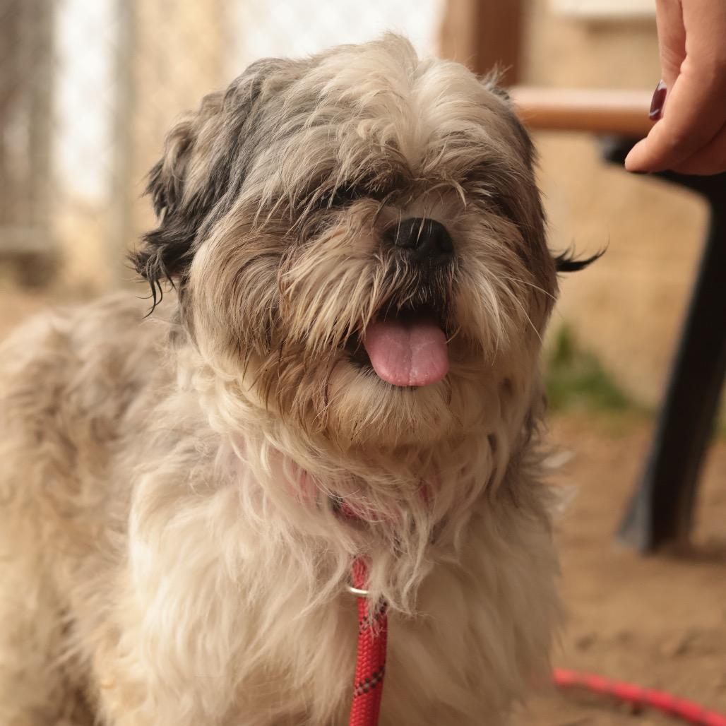 Enlarge Carlo, a Adoptable Mixed Breed in Philadelphia, PA image 3/6