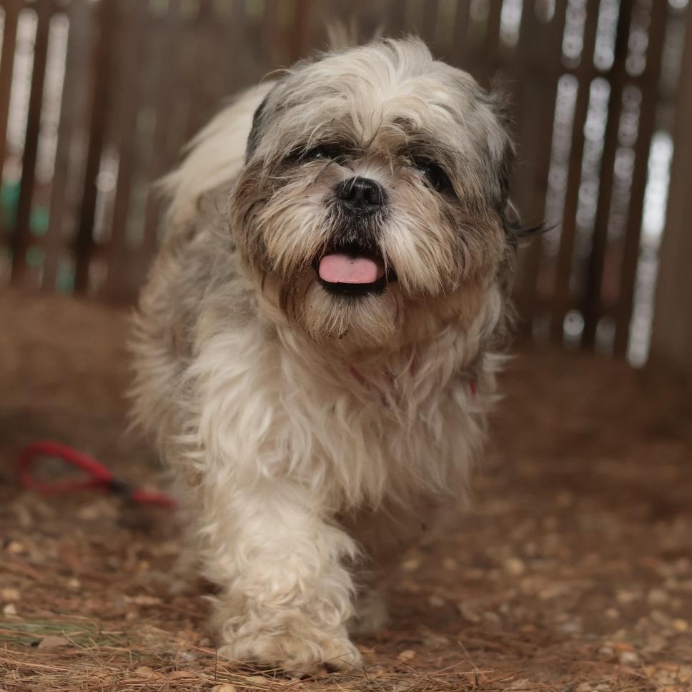 Enlarge Carlo, a Adoptable Mixed Breed in Philadelphia, PA image 4/6
