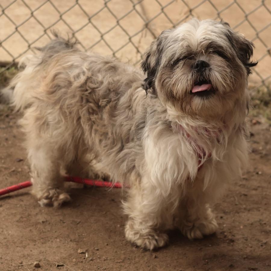 Enlarge Carlo, a Adoptable Mixed Breed in Philadelphia, PA image 5/6