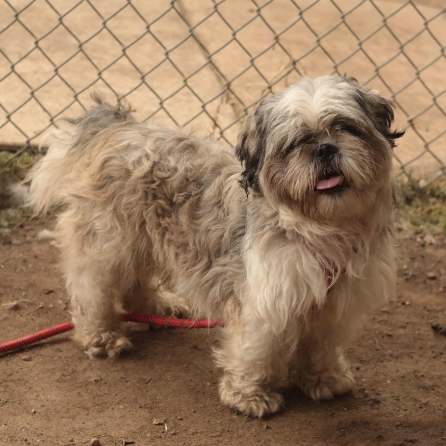 Enlarge Carlo, a Adoptable Mixed Breed in Philadelphia, PA image 6/6