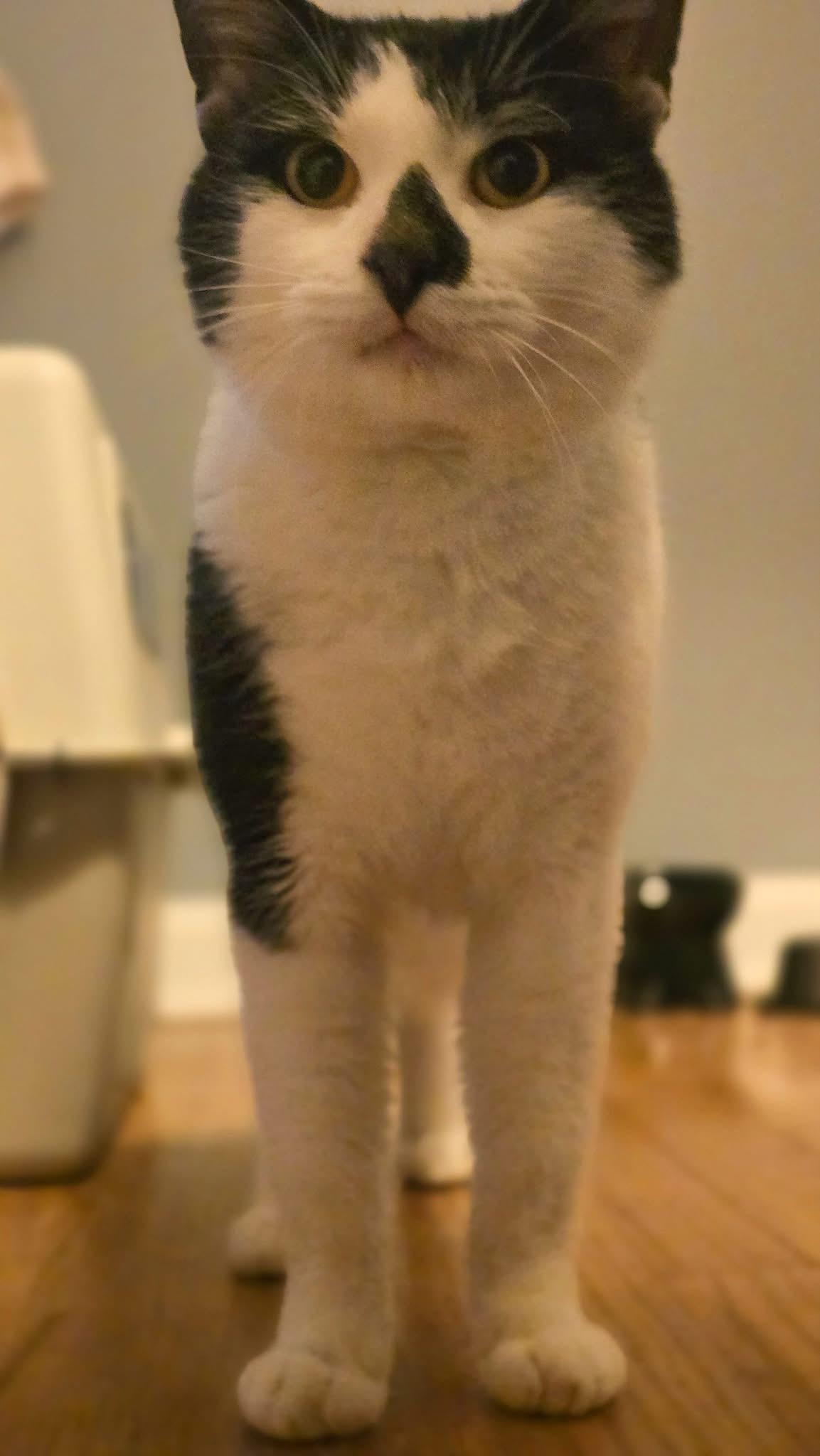 Enlarge Michael , an adopted Domestic Short Hair in Enfield, CT image 1/3