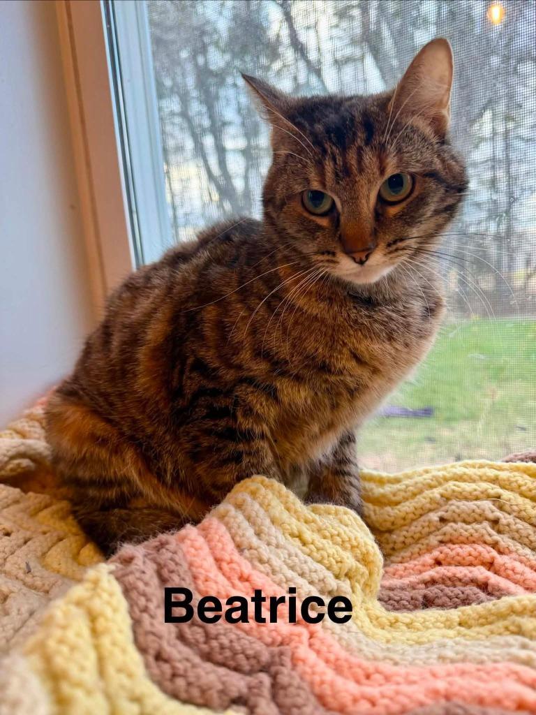 Enlarge Beatrice, a Adoptable Domestic Short Hair in Cloquet, MN image 1/1