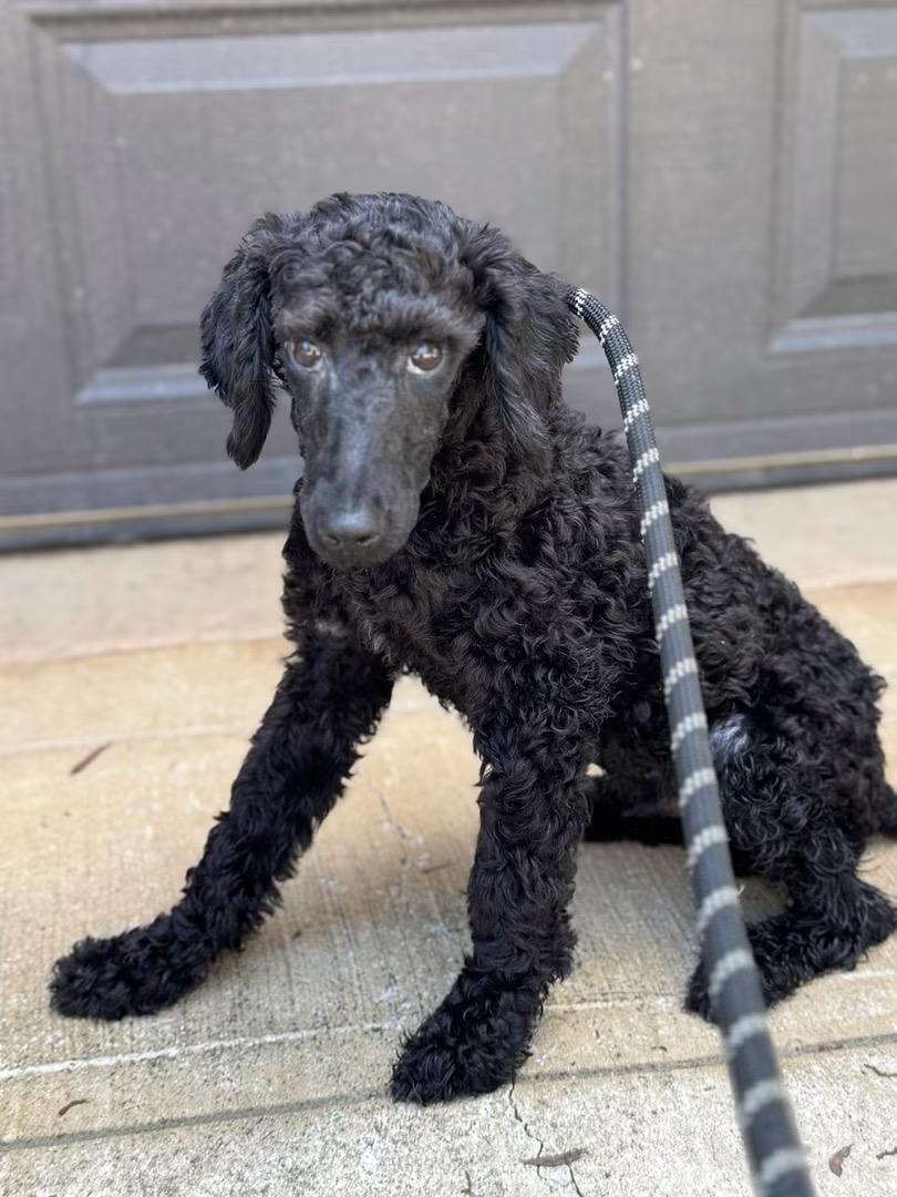 Elvis, a ADOPTABLE mixed breed in Matthews, NC image 1/5